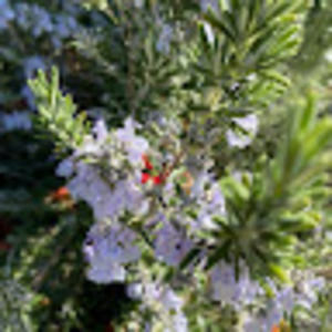 Meet your Posher, Avery